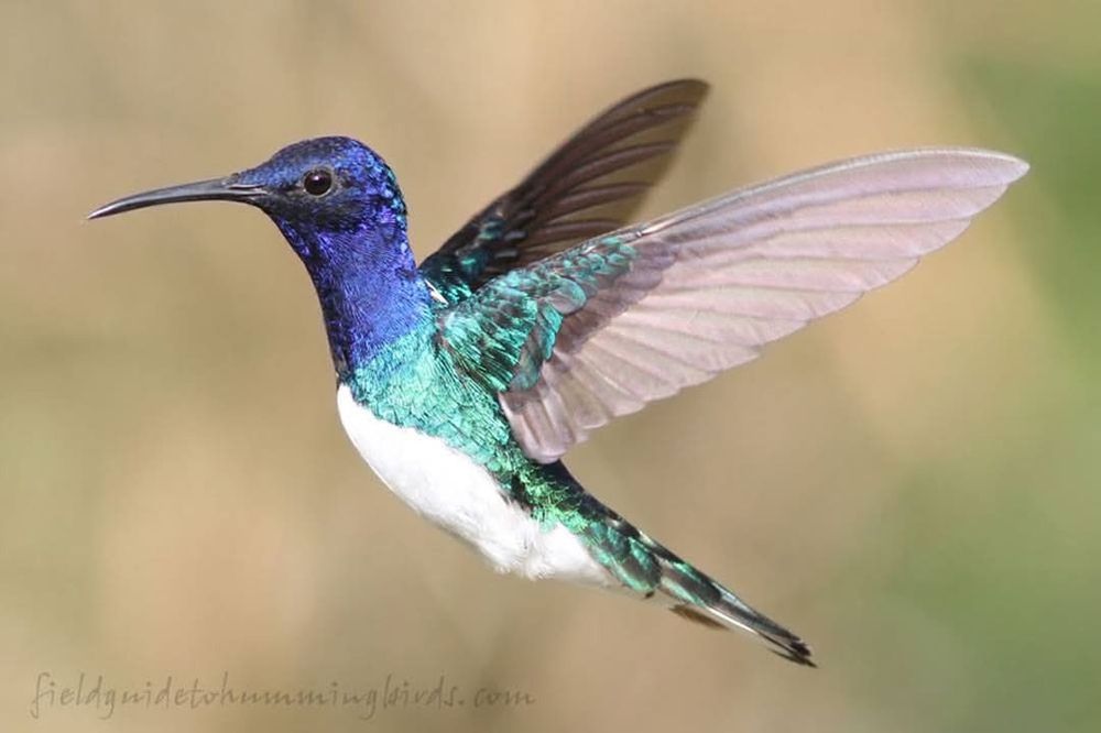 A long, slim hummingbird in flight with its wings extended over its back. It has a deep blue head and neck and snow white breast and belly framed by a tapering band of aqua green along its sides extending to the wing linings, back, and rump. 