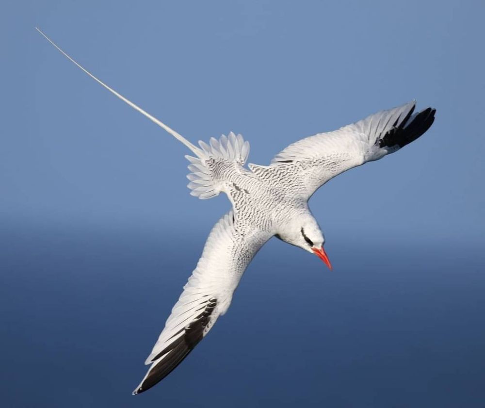 A mostly white bird with a long orange-red bill, narrow black mask, black wing tips, and extremely long, narrow central tail feathers swoops by against a background of sky and sea. 