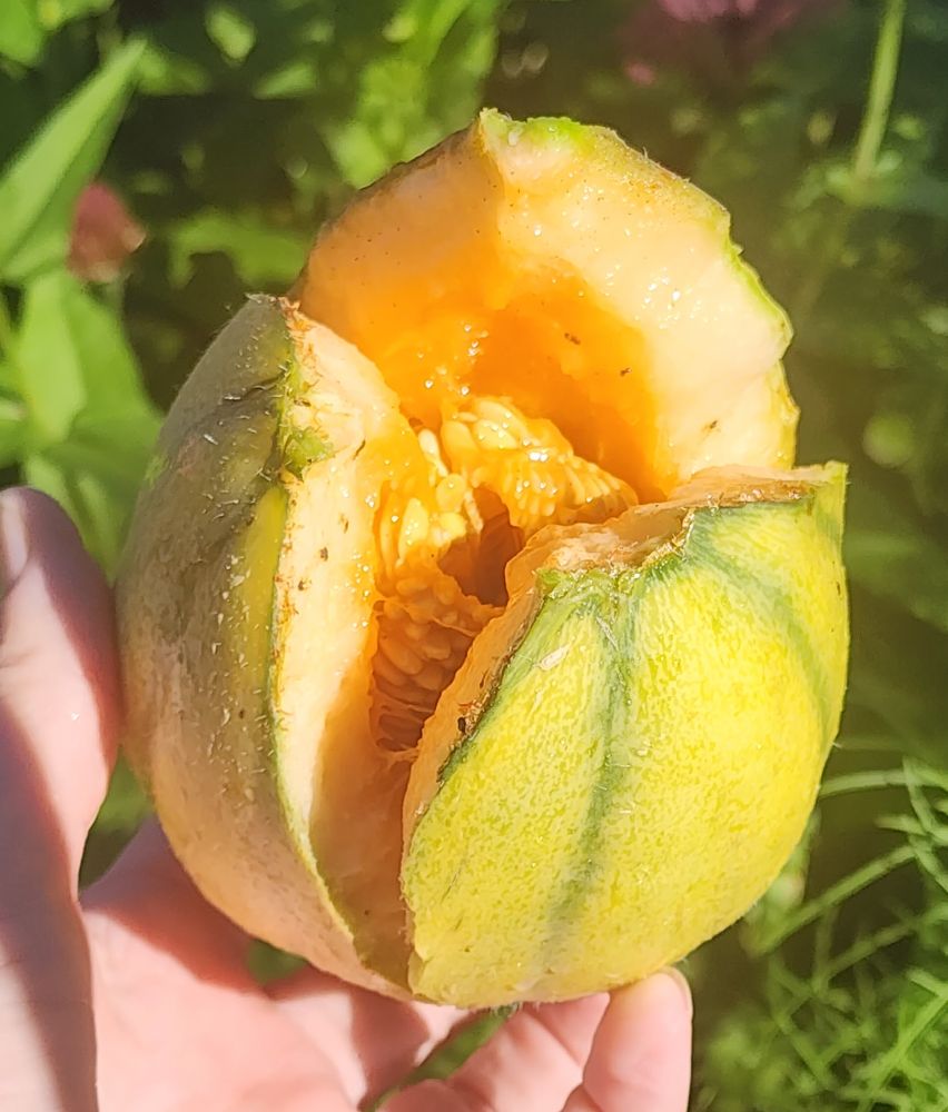 A small canteloupe that has partially split open into three segments, revealing a gooey ball of seeds (not a facehugger - I checked). 