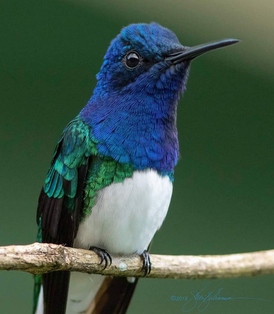 White-necked Jacobin, a common tropical hummingbird boldly patterned in blue, green, white, and black. 