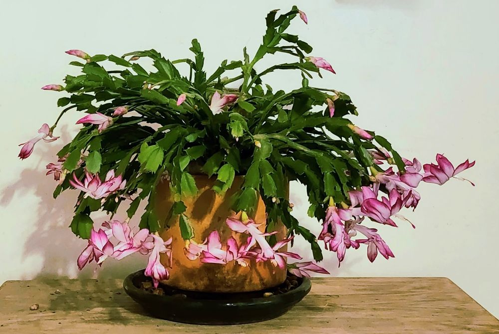 A tropical cactus with long, drooping branches composed of a series of flat "joints" with coarsely toothed edges. Most ofvthe longer branches are tipped with elongated, bilaterally symmetrical flowers whose petals are deep pink at the tips fading to white at the base. The plant is in a cylindrical terra cotta pot on a bed of gravel in a dark glazed saucer resting on a wooden shelf in front of a light-colored wall. 
