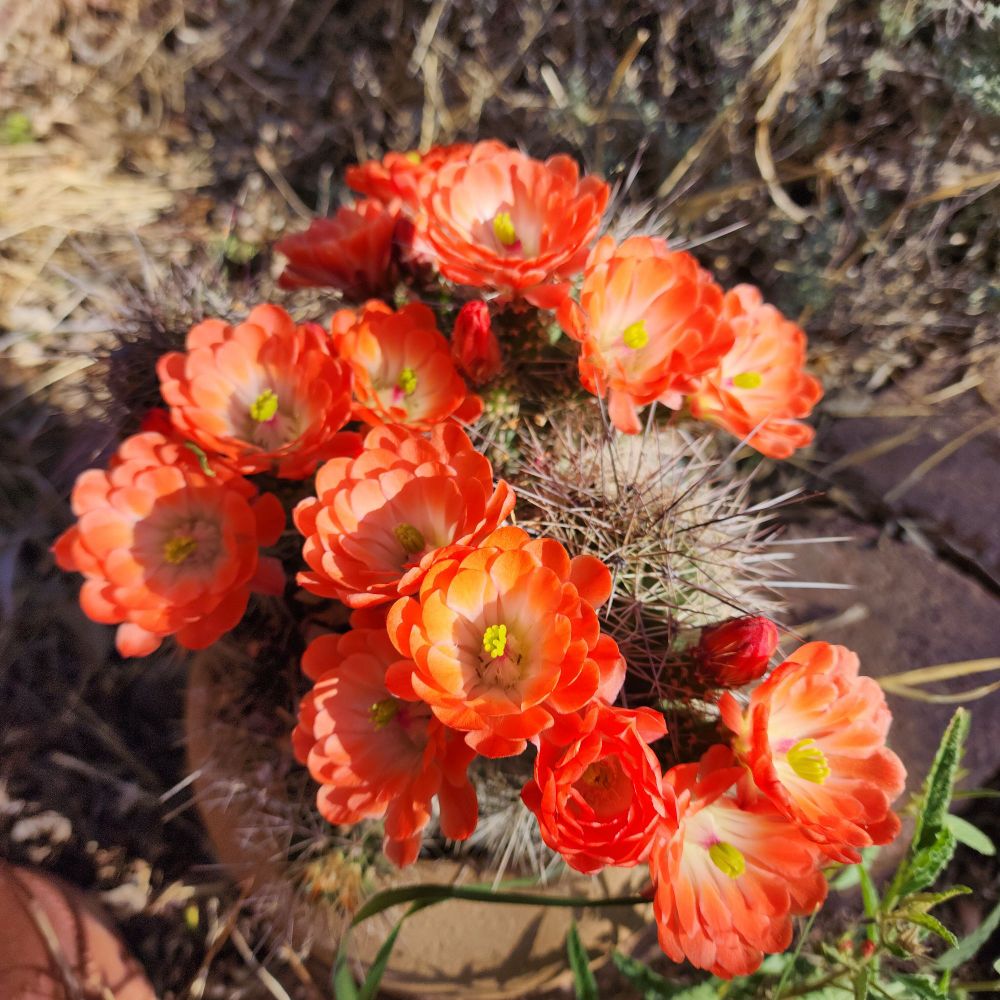 A cultivated Arizona Claretcup cactus in full bloom.