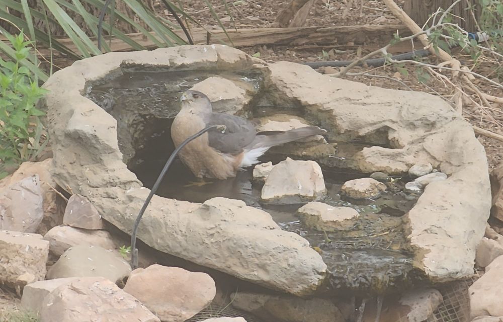 An adult Cooper's Hawk with pale rusty underparts and slate gray back standing up to his belly in water in the upper basin of a faux rock water feature. The thin black tube of a dripper arches up in front of him from the left side of the basin. 