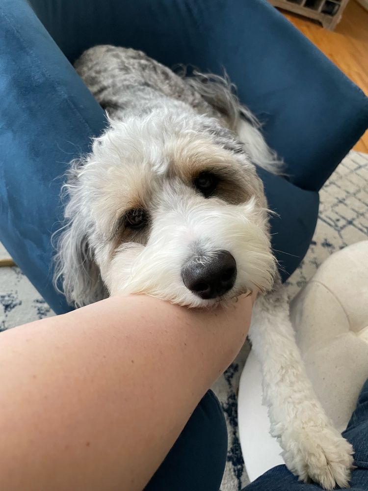 Picture of a white and gray dog on a blue chair. The dog is leaning her head on a person’s arm.