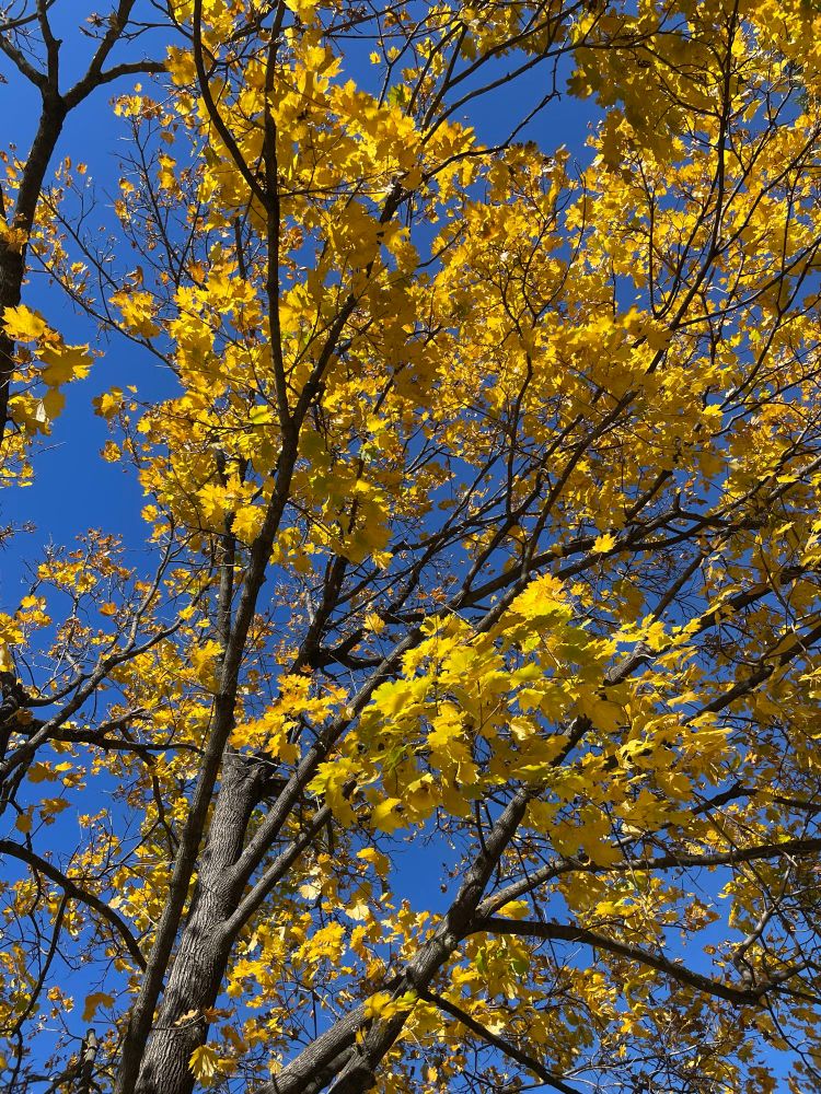 Picture of a tree with bright yellow leaves in front of a bright blue sky.