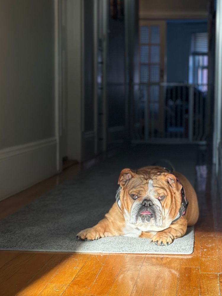 Trudie, the other bulldog, sunbathing in the hallway, sitting sphinx-like, staring at us in the kitchen 