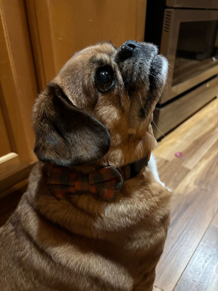 Pug