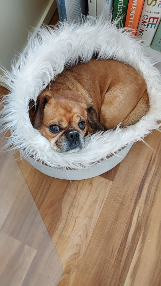 Pug
