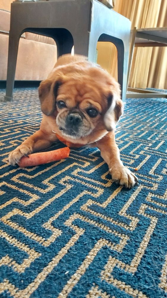 Pug eating carrots 
