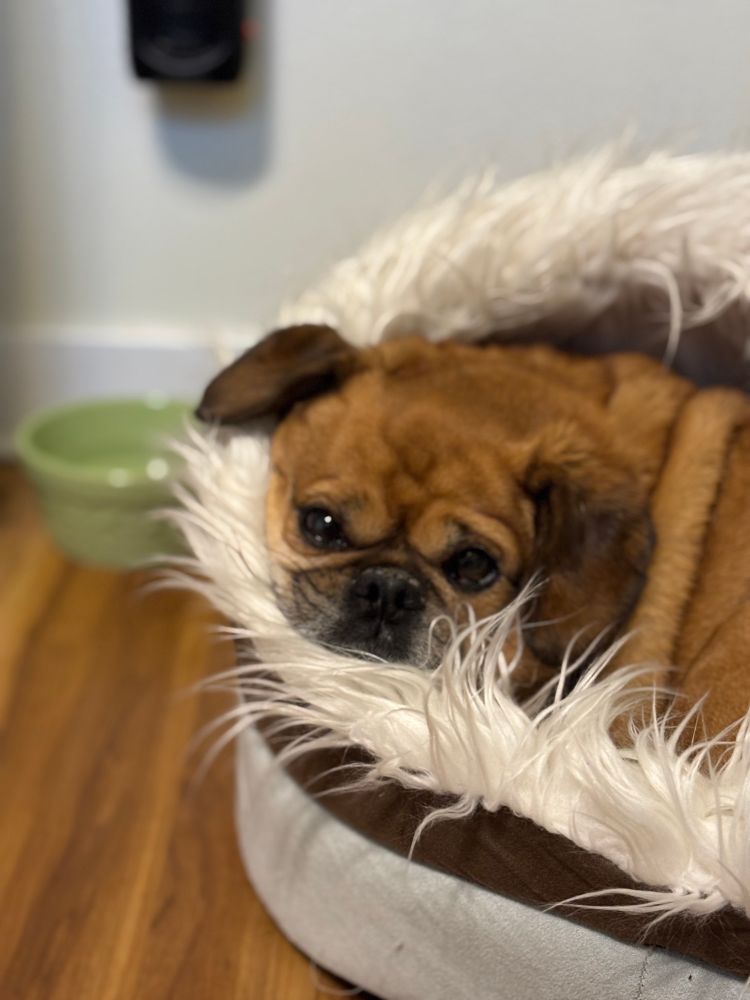 Pug in bed