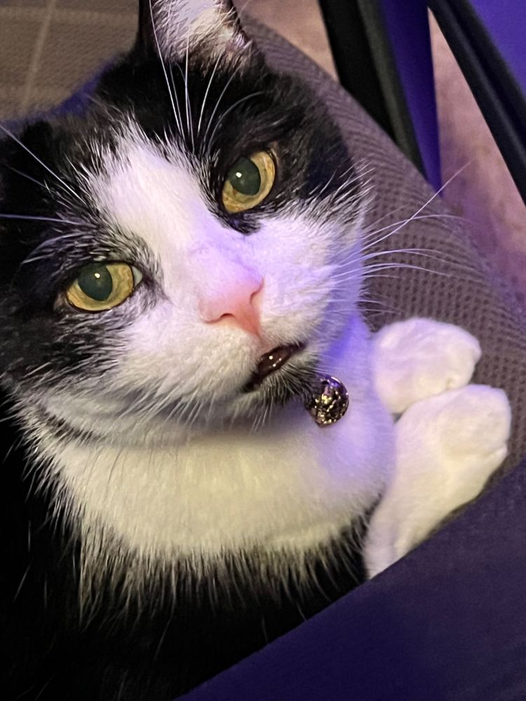 Image of a black and white cat, staring at the camera with its moist lips showing.