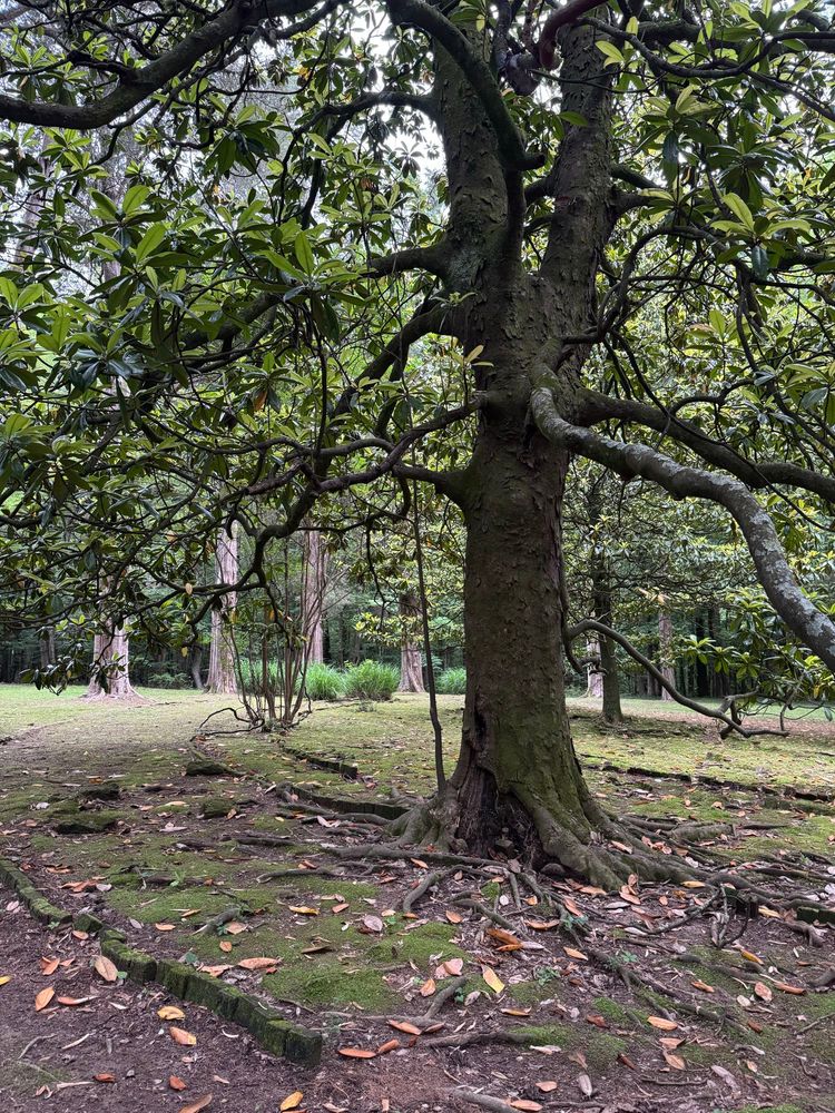 A southern magnolia tree at Rowan Oaks, William Faulkner’s house in Oxford Mississippi. 