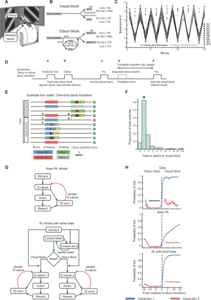 Prediction-error signals in anterior cingulate cortex drive task-switching - Nature Communications