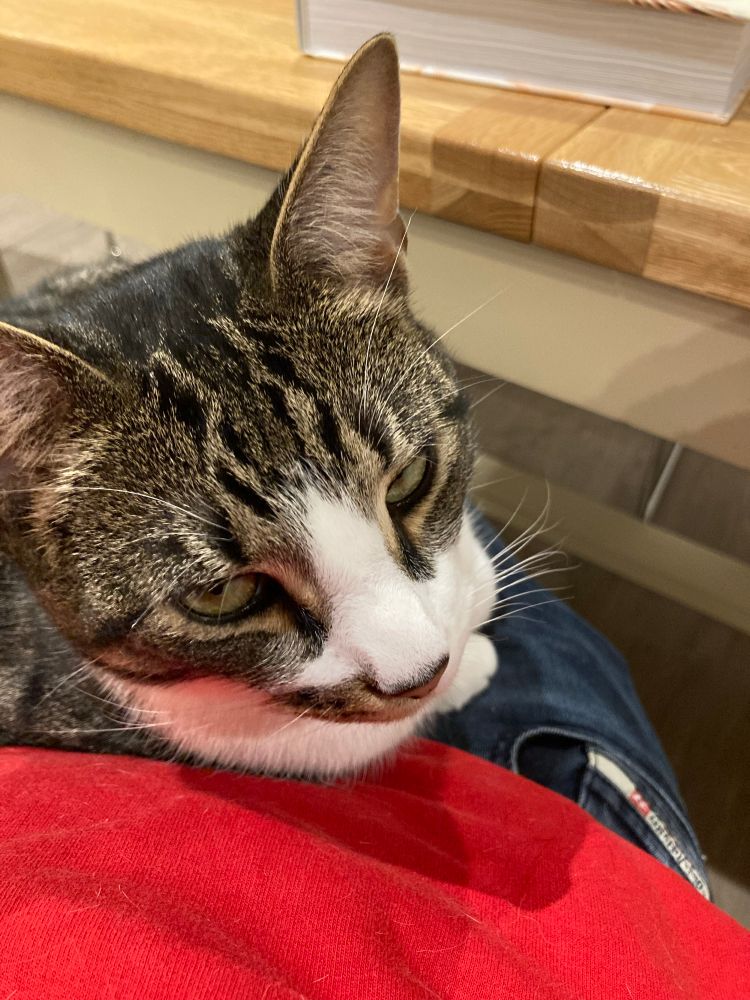Close up of tabby and white cat sitting on a lap wedged between red sweater and the table in front. 