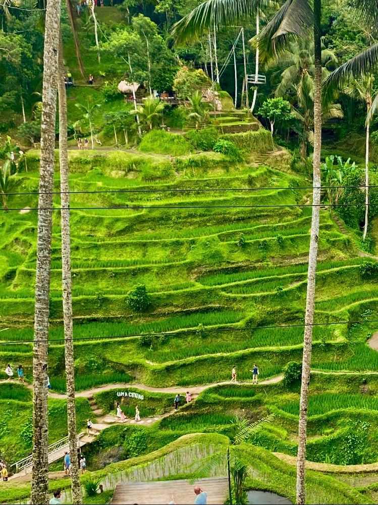 The bali Uma Ceking balinese rice fields, with many tourists walking amongst the fields.