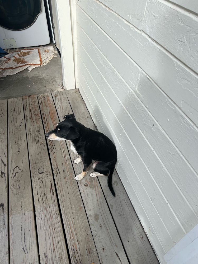 Sad little California dog huddled in a dry patch on the deck, wondering why I’m making it rainy outside.