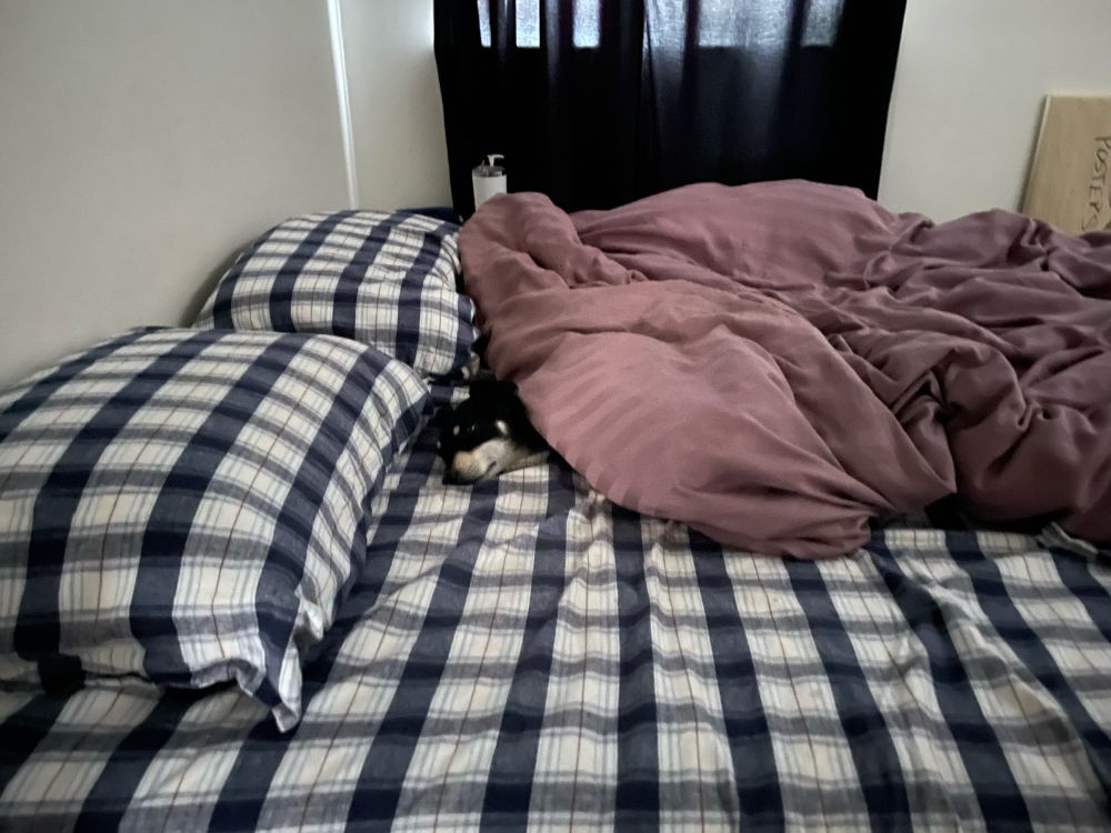 Zuko, a 3 year old chihuahua mix, snuggled under the covers in our bed with just his head sticking out.