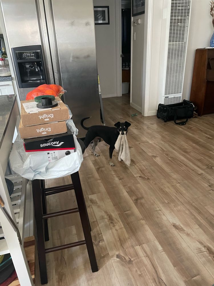 Mischievous black puppy in the kitchen, looking at the camera with a towel (that he’s not supposed to have) dangling out of his mouth. He wants to be chased more than he wants the towel itself.