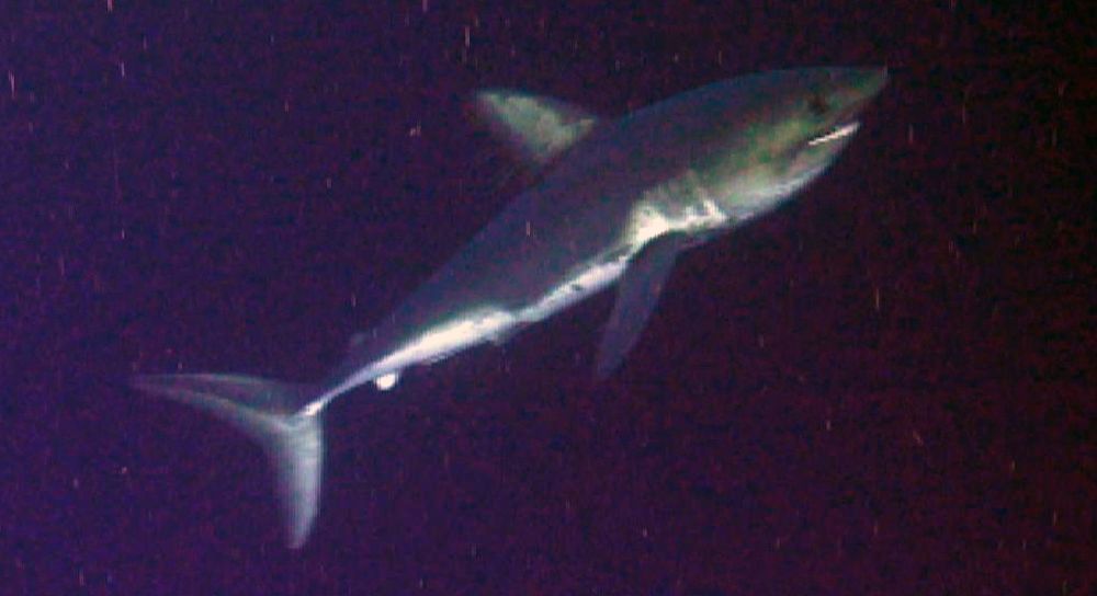 Salmon shark moving towards the surface in a screenshot from the Jason ROV at Axial Seamount