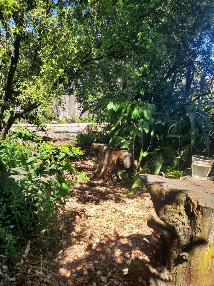 In the fairy garden. Large cut logs, one with a glass of cider, in dappled sunlight. Wood chip on the "forest floor". Looking out towards drive and fence.