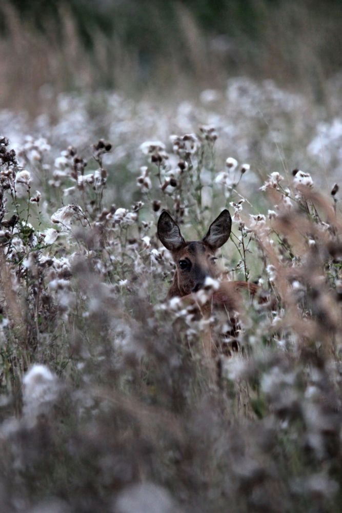 Ein Reh im Feld umgeben von weißen Blüten