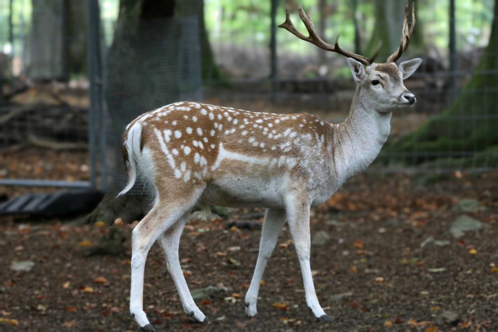 Ein Damhirsch mit hellbraunem Fell und weißen Flecken steht im Wald auf bedecktem Waldboden. Im Hintergrund sind Bäume zu sehen.