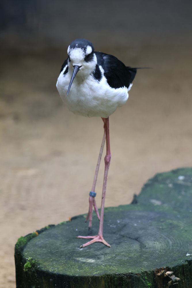 Ein schwarz-weißer Vogel mit sehr langen rosafarbenen Beinen steht auf einem Baumstumpf. Der Vogel blickt nach vorn.