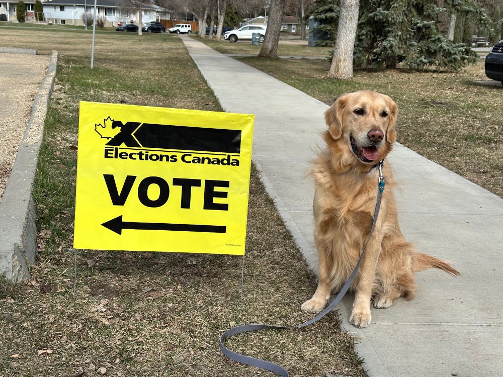 Golden retriever next to an Election Canada’s vote sign. 