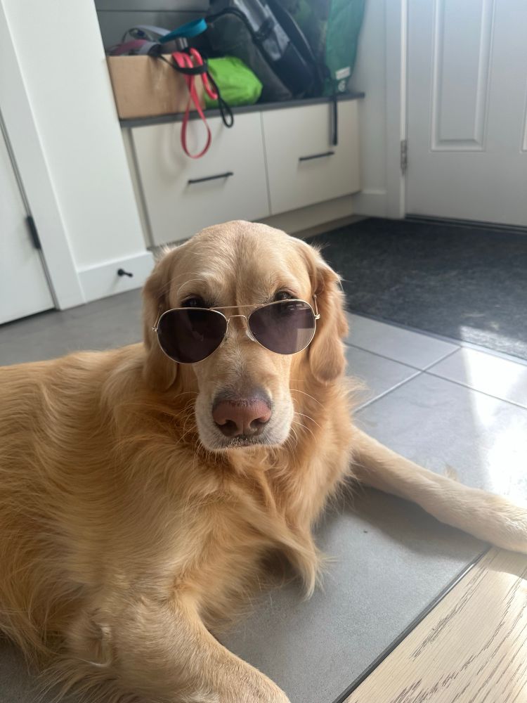 Golden retriever wearing sunglasses 
