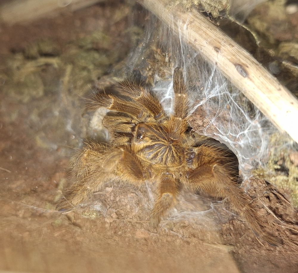 My pterinochilus murinus, his name is Louie