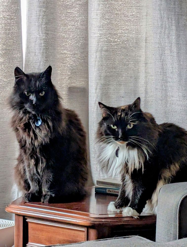 One fluffy black cat and one fluffy black, brown, and white cat, sitting on a side table and glaring at the camera, looking ragged.