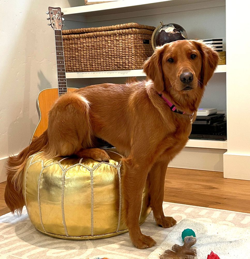 Red-brown dog with its hind legs on a gold-colored ottoman and front legs on the floor, looking at the camera like there's nothing strange going on.