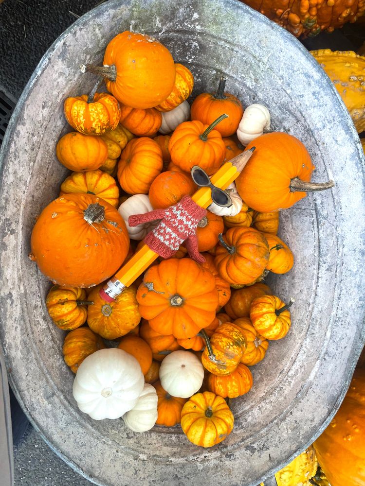 Giant Pencil wearing sweater and sunglasses resting in a large metal bucket full of small pumpkins of assorted shapes and colors