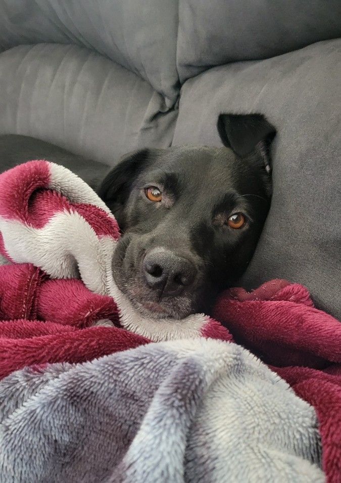 Head of black dog all bundled up by maroon, white, and gray blanket