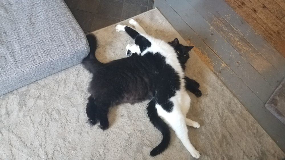 Bear, a large black cat, lies calmly on a grey carpet while the slightly smaller black-and-white Snug lies on top of him crosswise, stretched out on her back, so they make kind acrobatic feline letter T. The black patch on her back blends in with his inky fur so you can't really tell where one cat ends and the other begins. (No, I do not know why she did this.)