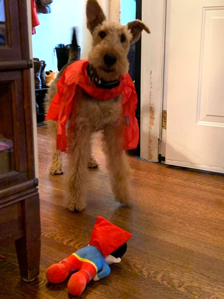 Tan Airedale terrier wearing a red "cape," standing over a Superman toy that's face-down on the floor.
