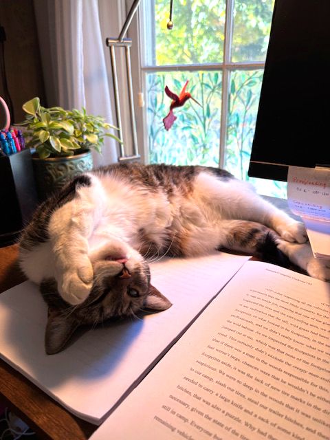 Brown, black, and white cat, stretched out in a crescent shape, belly-up, over a printed manuscript next to a computer.
