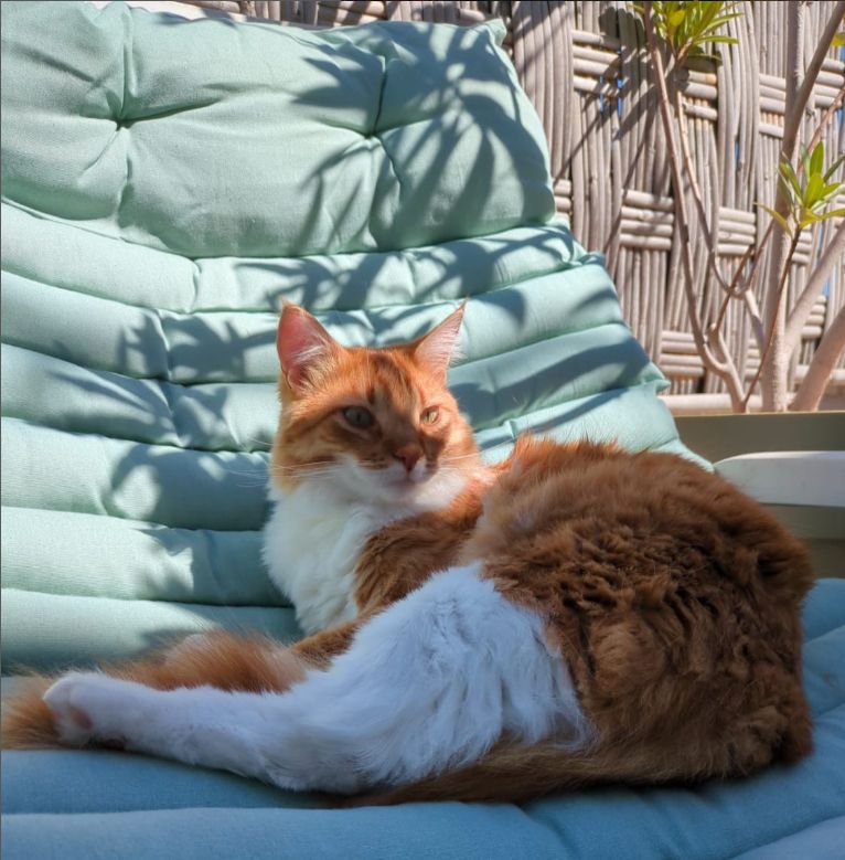 Orange and white cat reclining on an aqua lounge chair, partially in the sun with tropical plant shadows on its face.