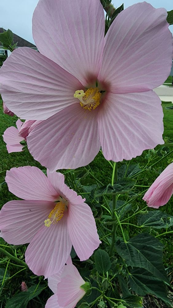 Pink hardy habiscis flower 