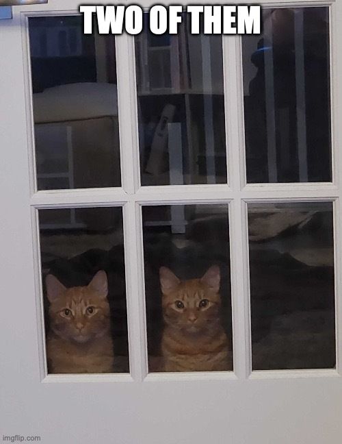 Two orange cats staring into the room through a door