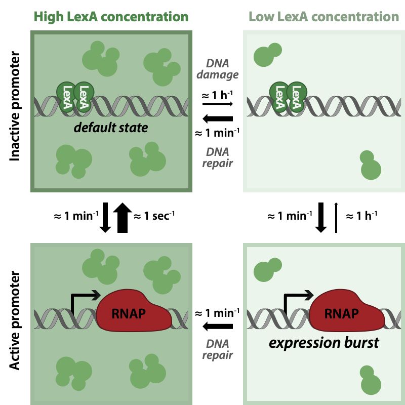 Four panels show different states of the LexA regulon with either high or low concentration of LexA and a target promoter either bound by the LexA repressor, or unbound and active. The figure also indicates the typical rates of transition between these four states. While transitions from bound to unbound always occur at a rate of about 1 per minute, rebinding is very fast when LexA is high (i.e. 1 second) and very slow when LexA is low. Therefore, expression bursts only occur when LexA levels are low. Switches to the low LexA state happen roughly once an hour when DNA damage occurs, but only last on the order of 1 minute because DNA is repaired quickly. Because this is roughly the same rate as the unbinding  rate,  expression bursts occur stochastically  during the short time periods of low LexA levels.