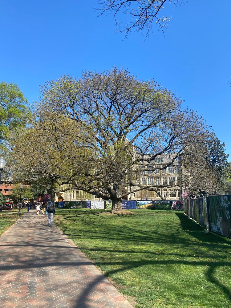 Big ‘ol tree on Georgetown’s campus