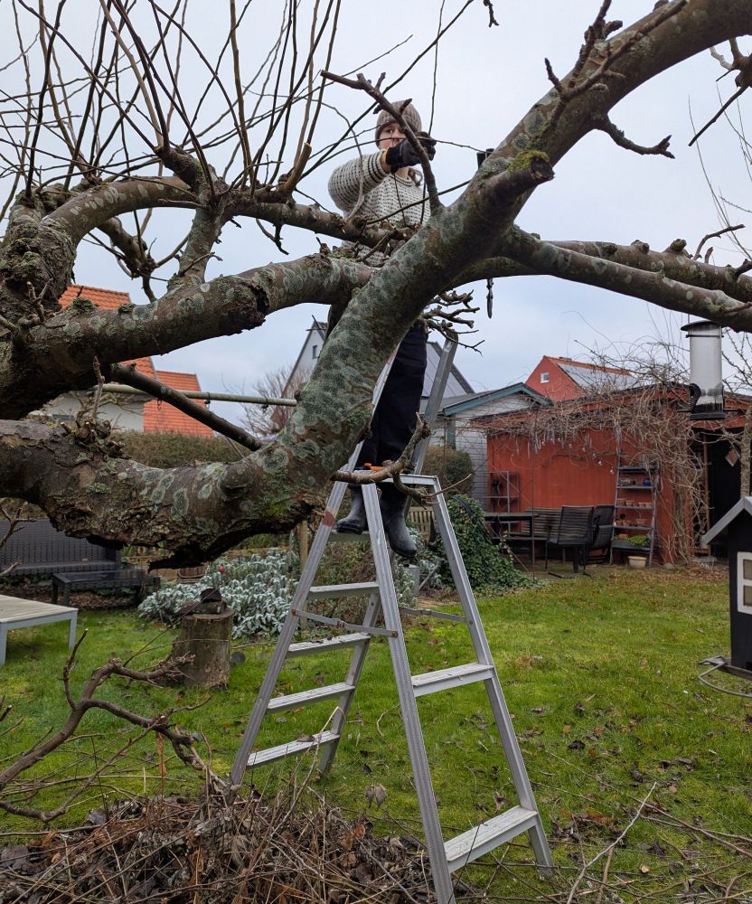 Son hjälper mig beskära äppelträd.
Son helping me prune an appletree.