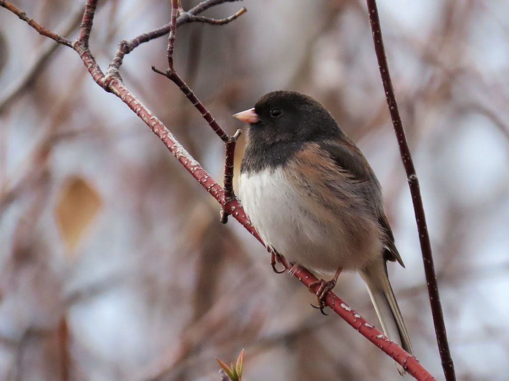 Photo of a Dark-eyed Junco on a branch.