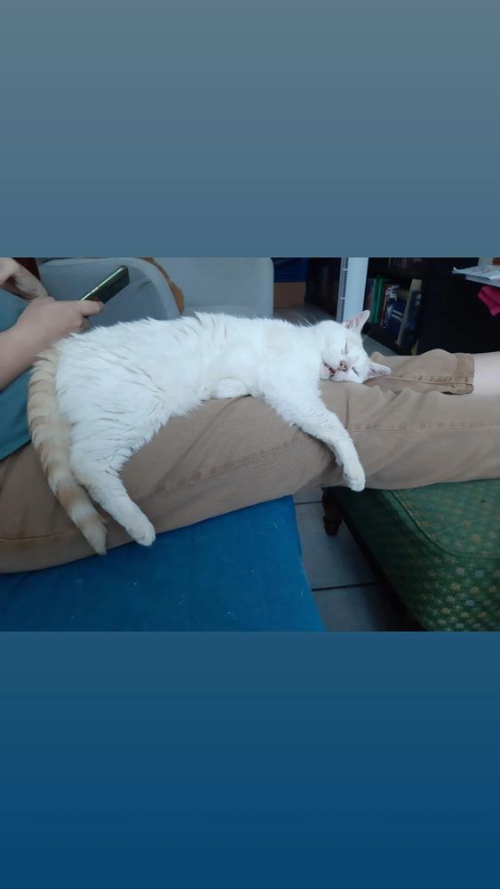 mon chat blanc affalé sur mes jambes