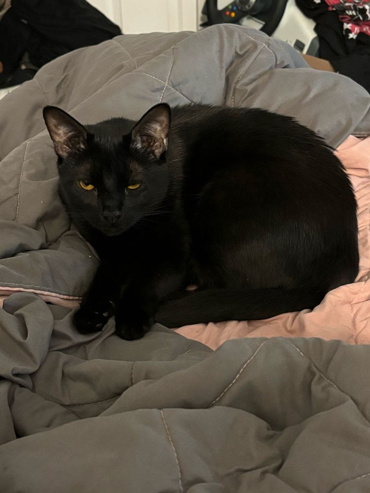 A black cat curled up on a pink and grey blanket with half lidded eyes.