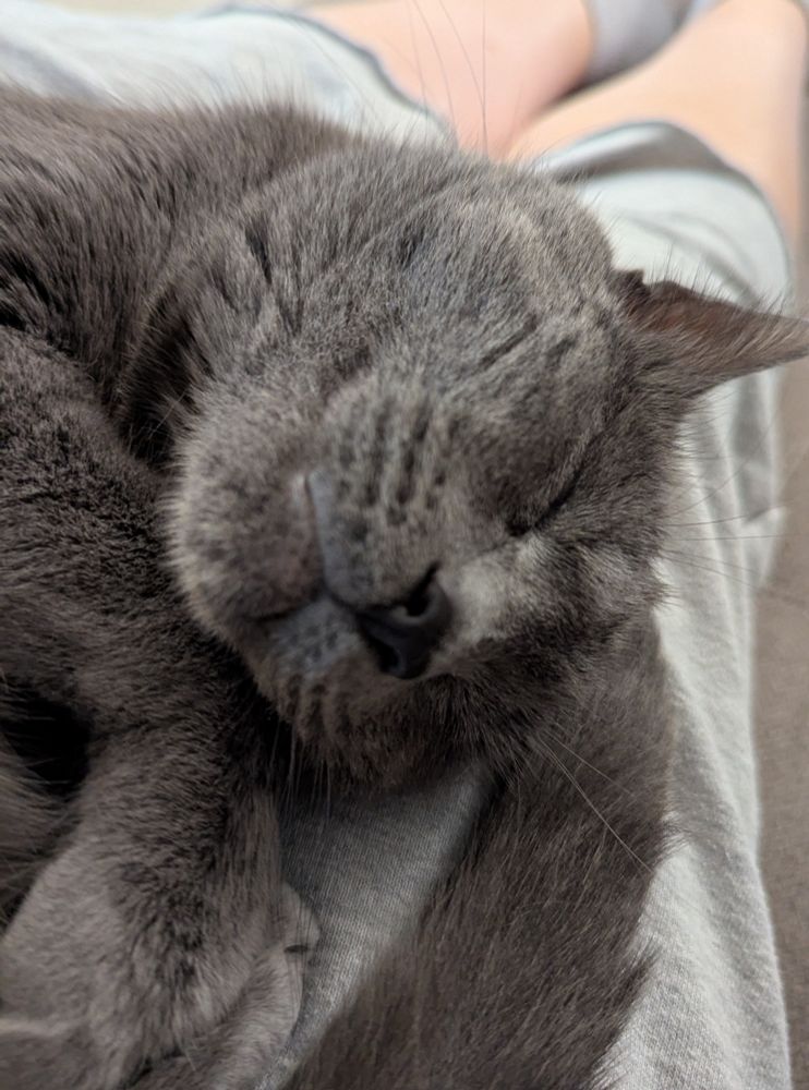 The face of a sleeping very cute Grey cat 