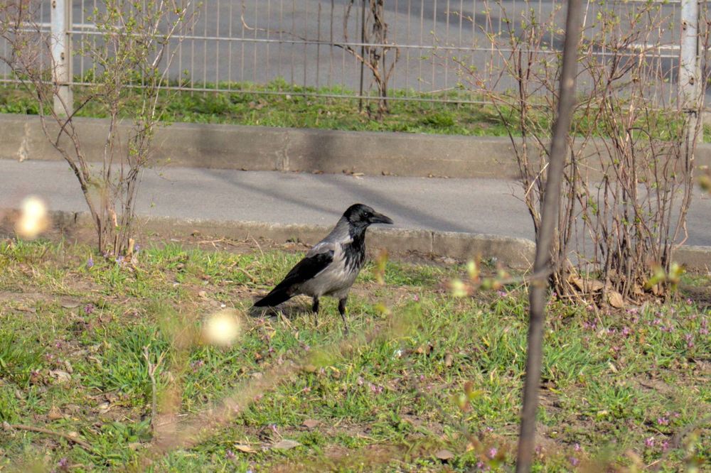 eine schwarz-graue krähe auf einer wiese mit einem gehweg und einem zaun im hintergrund