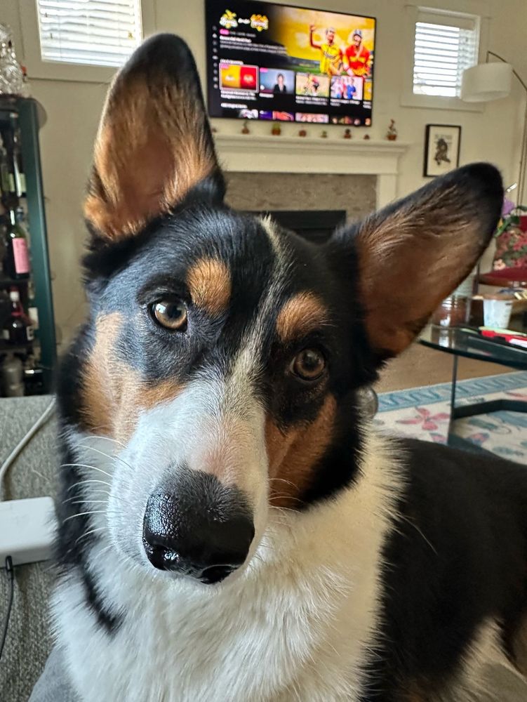 Close up of Frankie the tricolor corgi as he sits politely on my lap reminding me that he also likes cheeseburgers. His head is cocked slightly to the side.