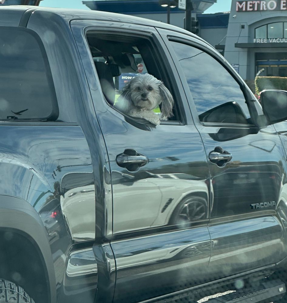 A side view of a black truck stopped at a stoplight. The rear passenger window is down and a fuzzy gray dog is looking out at me with his paw resting on the door. He has floppy ears with long hair and is cute as hell.